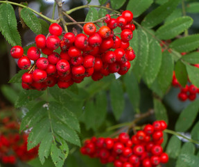 Bright red berries on a rowan tree with green leaves selective focus