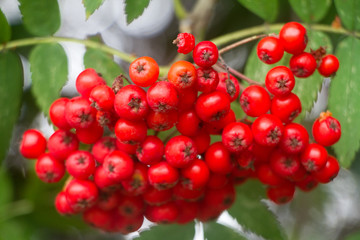 Bunch of bright red ripe berries on a rowan tree selective focus