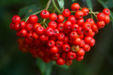 Close up of a bunch of ripe red berries on a mountain ash tree selective focus