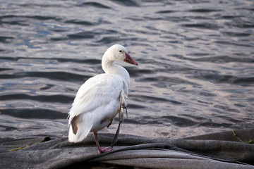 Snow goose with injured wing standing on one foot on geotextile membrane close to the St. Lawrence River shore in the late summer, Cap-Rouge area, Quebec City, Quebec, Canada