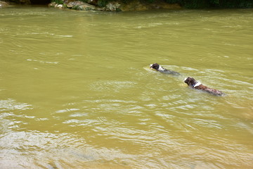 Springer Spaniel dogs swimming in the river