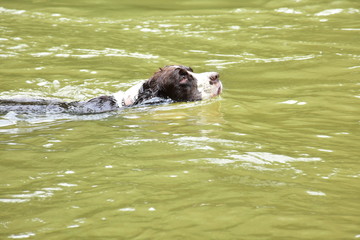 Springer Spaniel dogs swimming in the river