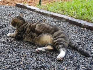 A pampered cat relaxes on the grounds at the Ernest Hemingway gardens in Key West, Florida.