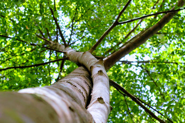 Fototapeta premium Photograph of a large tree by taking a shoot from the base of the tree to the top of the tree.