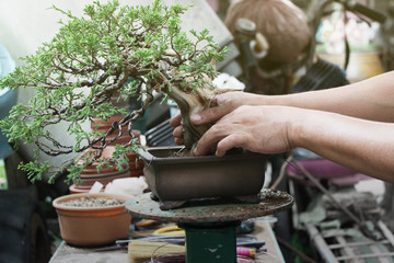 Making of bonsai trees, Handmade accessories wire and scissor bonsai tools, stand of bonsai,...