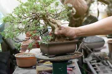 Fotobehang Making of bonsai trees, Handmade accessories wire and scissor bonsai tools, stand of bonsai, Concept Bonsai tree. © Nori Wasabi