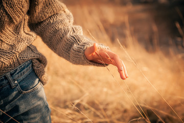 Beautiful gentle atmospheric moment: a female hand leads along yellow dried ears of wheat in the background field.