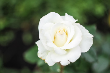 An open white bud of a white rose grows in the garden