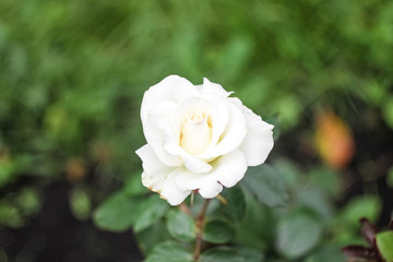 An open white bud of a white rose grows in the garden