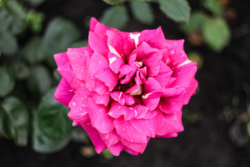 Pink with white dots rose flower grows in the garden.  Pink, large bud of an open rose close-up.