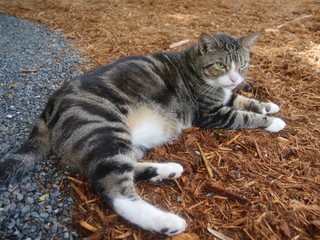 A pampered cat at the Hemingway house gardens in Key West, Florida.