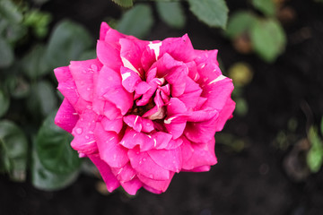 Pink with white dots rose flower grows in the garden.  Pink, large bud of an open rose close-up.