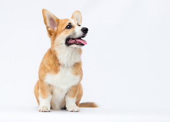 Welsh Corgi puppy in full growth on a white background