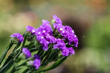 Lilac, purple dried flower flower Statice closeup, growing in the 