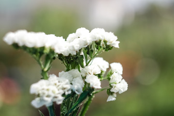 White flower dried flower Statice closeup, growing in the garden.