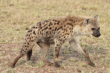 Spotted hyena walking, Masai Mara National park, Kenya.