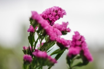 Pink dried flower flower Statice closeup, growing in the garden.