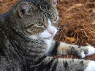 Close up head shot of one of the pampered cats at the Hemingway house gardens in Key West, Florida.