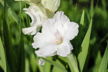 White gladiolus grows in the garden.  Flower close-up.