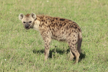 Spotted hyena looking at camera, Masai Mara National Park, Kenya.