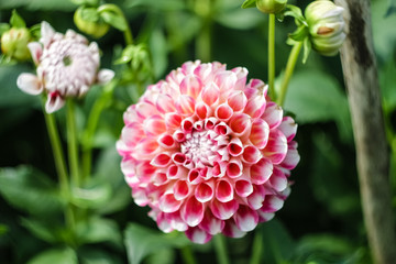 Autumn dahlia flower rare color, red with white grows in the garden