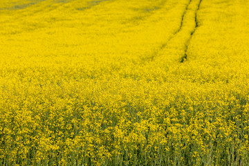 Obraz premium Rapeseed Field in Bloom