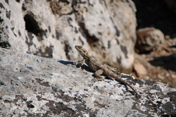 Un lézard se prélasse au soleil