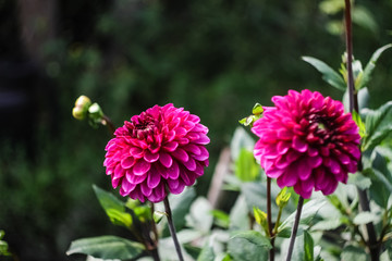 Fototapeta premium Purple dahlia autumn flower grows in the garden