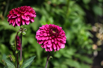 Fototapeta premium Fioletowy kwiat jesienią dalii rośnie w ogrodzie