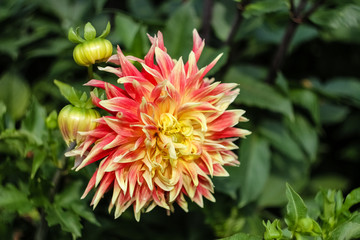 Autumn dahlia flower rare color, red with yellow grows in the garden