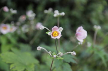 pink flower