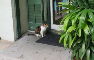 Wide shot with one of the Hemingway cats outside a glass door in Key West, Florida.