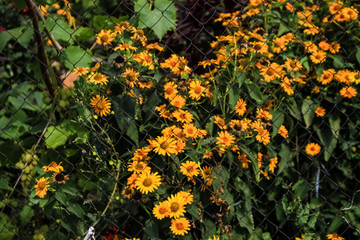 A large bush of yellow flowers similar to chamomile grow in the garden, behind the iron fences of the chain-link.