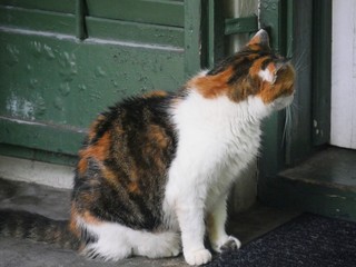 One of the Hemingway cats outside a glass door in Key West, Florida.