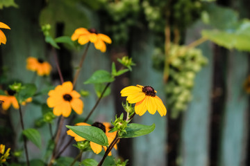 a yellow flower with a black core is similar to a camomile, grows in a garden.