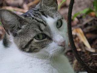 Close up of a cute cat relaxing at the Hemingway gardens in Key West, Florida.