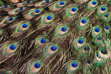 Obraz premium Detail on Green peafowl / peacock (Pavo muticus) train (tail) feathers background 