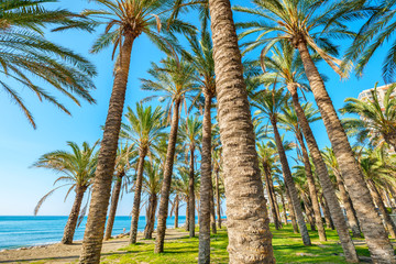 Palm trees. Torremolinos, Andalusia, Spain © Andrei Nekrassov
