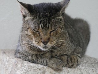 Close up of one of the pampered cats relaxing at the Hemingway gardens in Key West, Florida.
