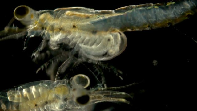 Black Sea plankton and zooplankton under a microscope, Mysid shrimp, looks very much like a shrimp, class Malacostraca, type Arthropoda, in the video female with embryos in brood pouch