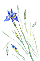 Fototapeta na wymiar Watercolor on white: Iris sibirica