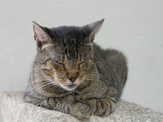 Medium wide shot of one of the famous cats at the Hemingway house  in Key West, Florida.
