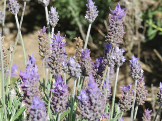Lavender flowers closeup in sunny day.