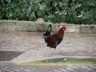 Fototapeta na wymiar Rooster walking on a brick pavement