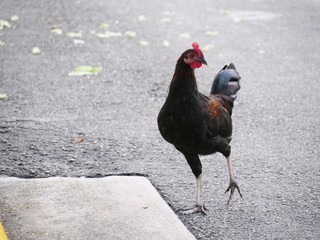 Hen walking on a concrete pavement