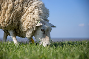 Schaf auf Deich in Friesland
