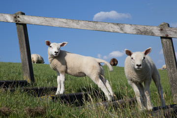 Lämmer auf Deich in Friesland