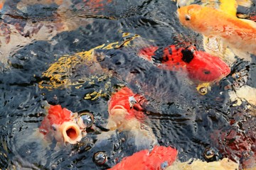 Many colorful koi fish play in the pool and wait for the party. The concept of fighting for food Decorative fish for the park area