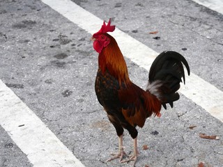 Medium close up of a rooster standing on a concrete crosswalk
