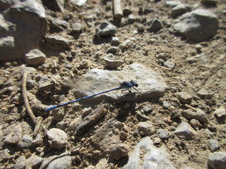 Blue Dragonfly